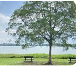 Sembawang Hills Estate (D20), Semi-Detached #594124071